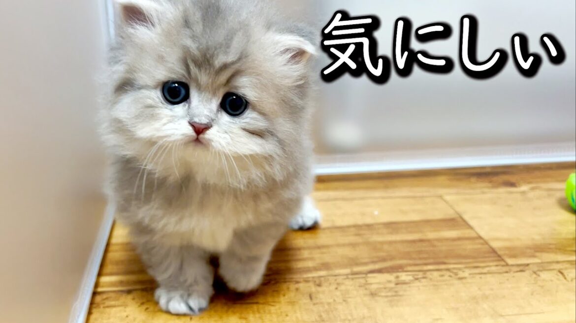 【ペルシャの子猫】周りを気にしだした気にしぃ子猫な件 ∼猫のいる生活Vol.652∼ 出産動画 マンチカン短足・ミヌエット・ペルシャ猫専門ブリーダー『ペット蔵人』【子猫の成長記録】