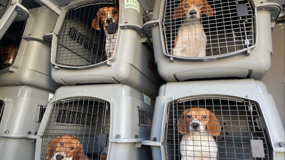 医療実験用に繁殖させられた4000匹のビーグル犬。初めて外の世界を知り、庭を駆け回る姿に涙が溢れる【感動 動物】 医療実験用に繁殖させられた4000匹のビーグル犬。初めて外の世界を知り、庭を駆け回る姿に涙が溢れる【感動 動物】