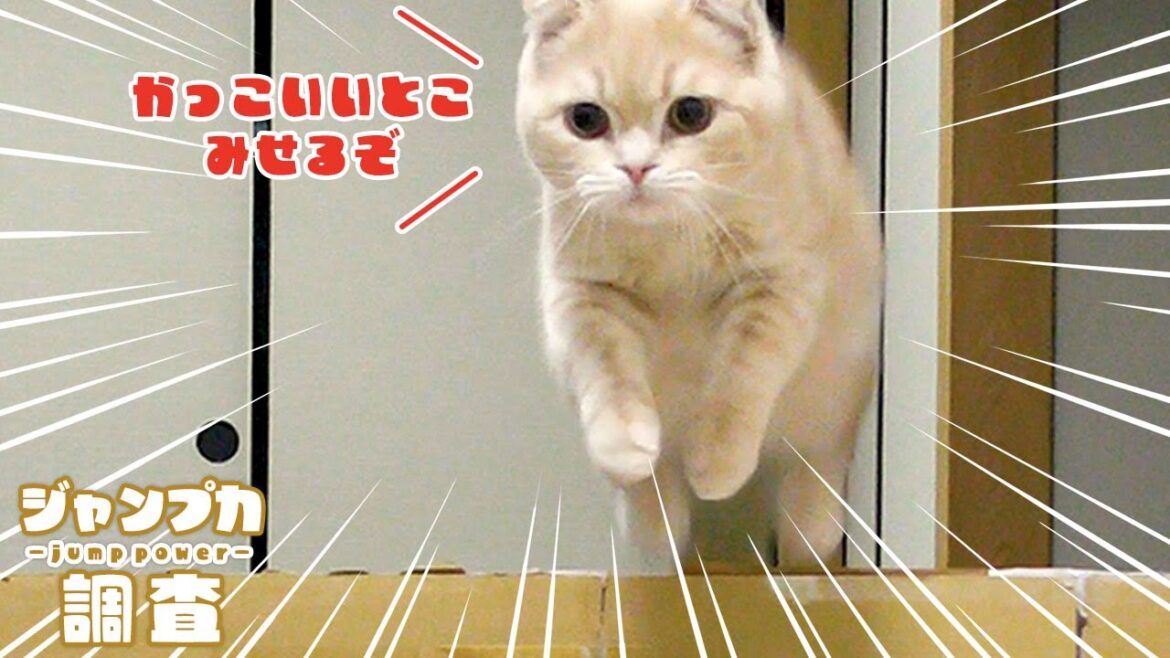 子猫に障害物を飛び越えてもらった結果【スコティッシュフォールド】