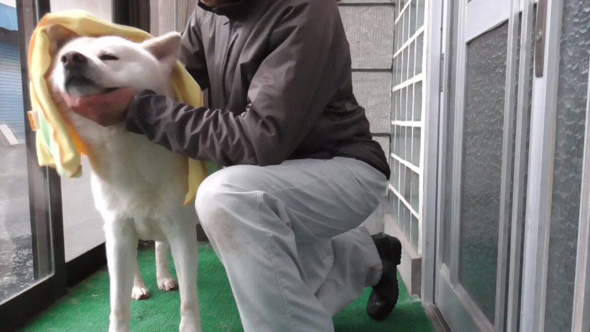 【秋田犬ゆうき】春雨だからカッパはいらないね♪という飼い主の判断は実にあてにならない【akita dog】