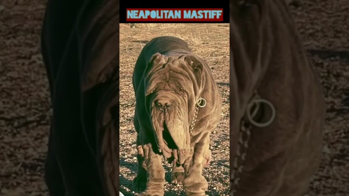 Animal vol:177 - Dangerous dog breeds_neapolitan mastiff #shorts