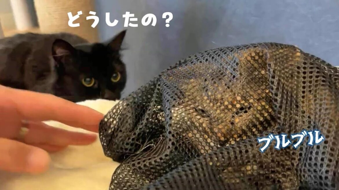 病院へ行くことになったビビとりんちゃんのお話 697話 病院へ行くことになったビビとりんちゃんのお話 697話