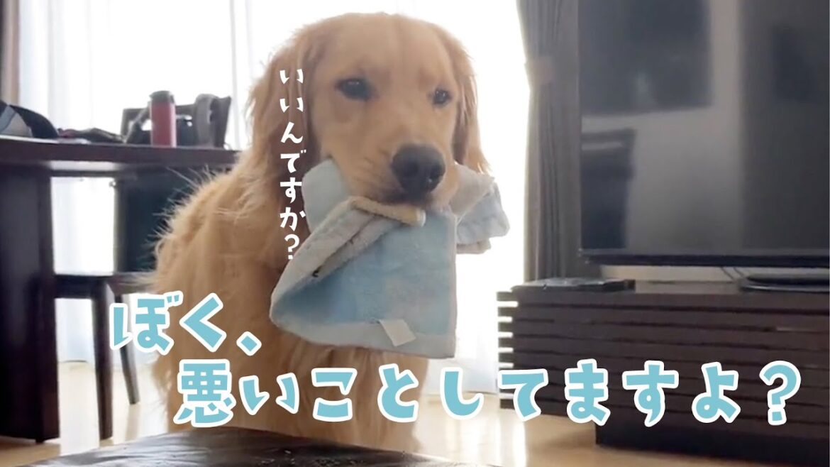 かまってくれないので悪いことしてますアピールするワンコ｜PECO