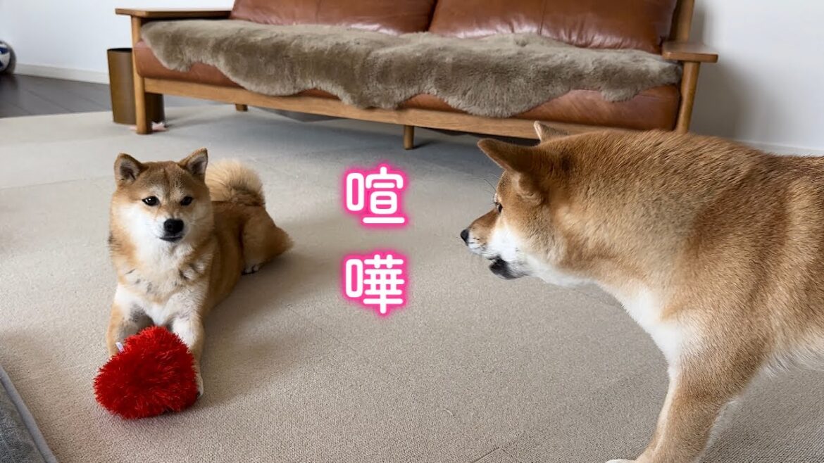 姉柴に犬語で文句タラタラの弟柴犬が可愛い 姉柴に犬語で文句タラタラの弟柴犬が可愛い