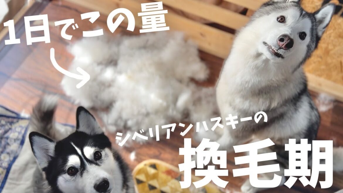 【抜け毛】シベリアンハスキーの換毛期がヤバすぎた【ビフォーアフター】