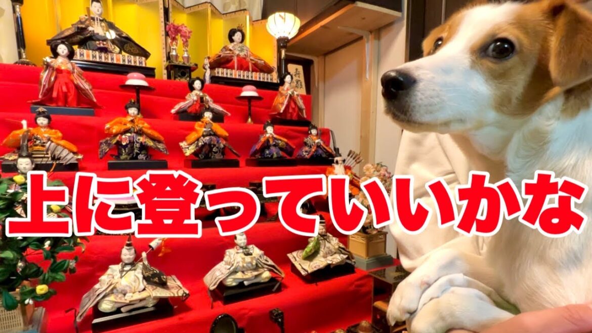 【ひな祭り】お雛様の横に登りたい犬［しゃべる犬 ジャックラッセルテリア］