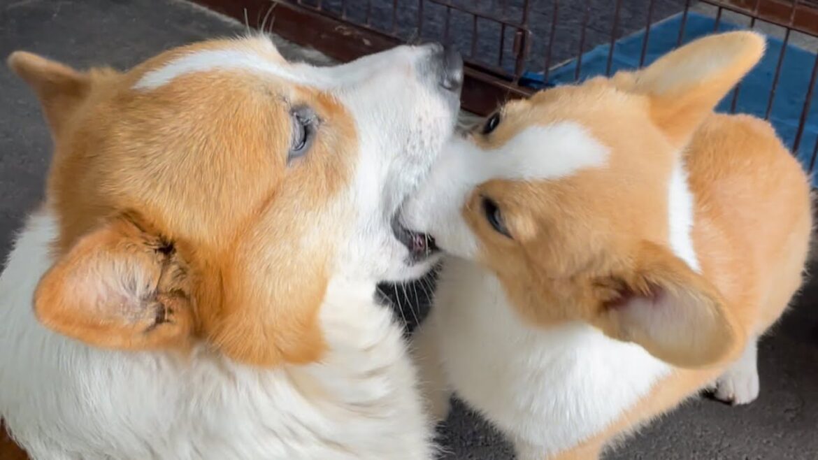 子犬コーギーを食べる‼︎コーギー犬#shorts