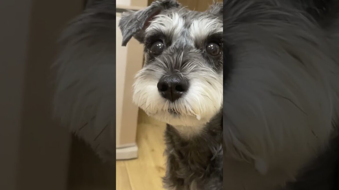口に米付いてるけど特に気にしない犬と爆笑する飼い主