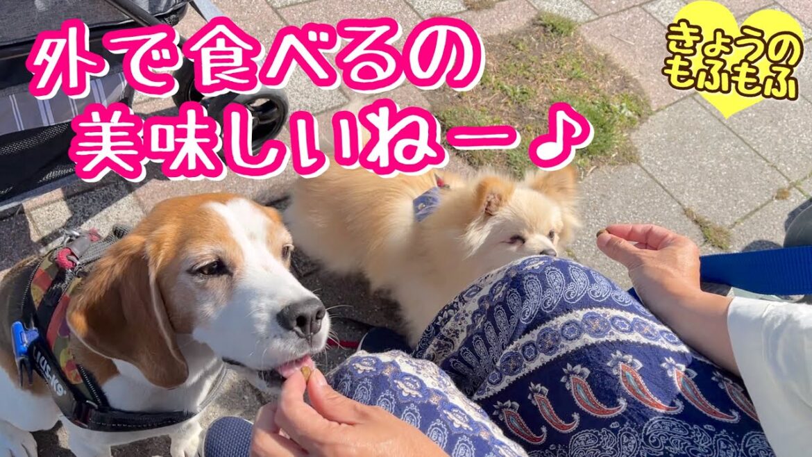 琵琶湖でくん活＆うまうまごはん♪【ビーグルさつきとポメ梵天】