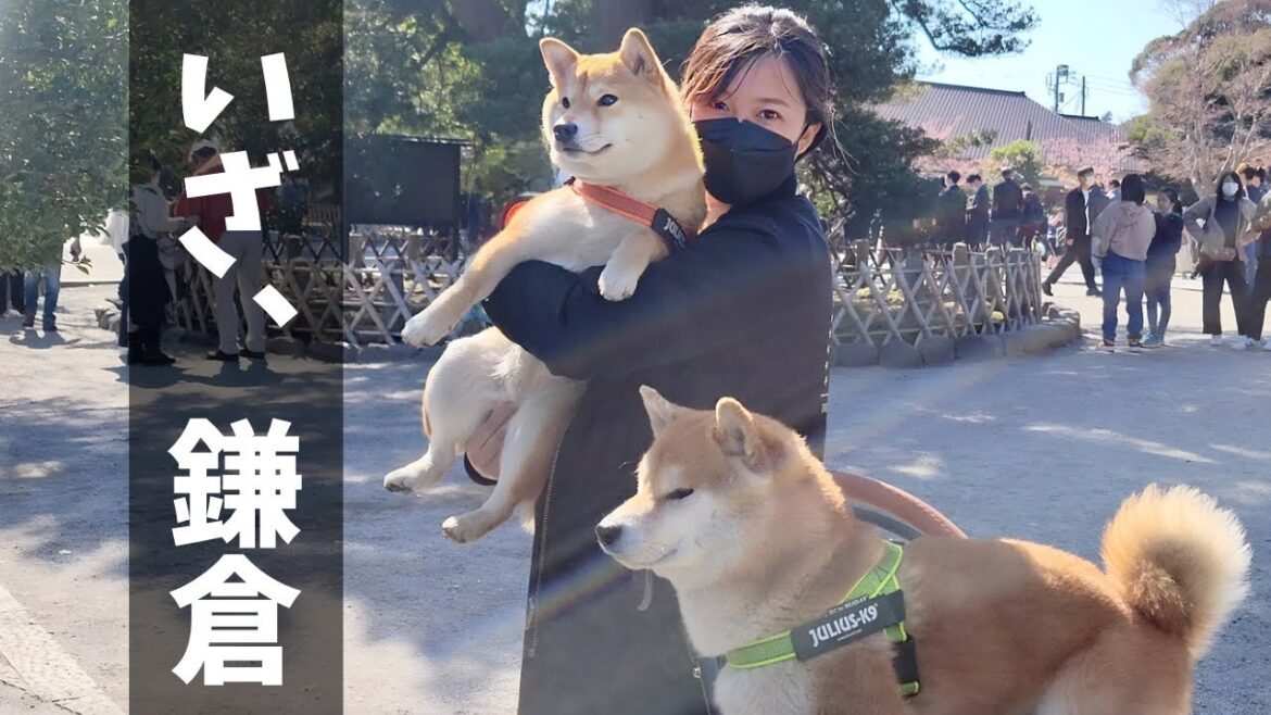 初めての鎌倉ではしゃぎすぎて帰りはマイクラの様に寝る柴犬 初めての鎌倉ではしゃぎすぎて帰りはマイクラの様に寝る柴犬