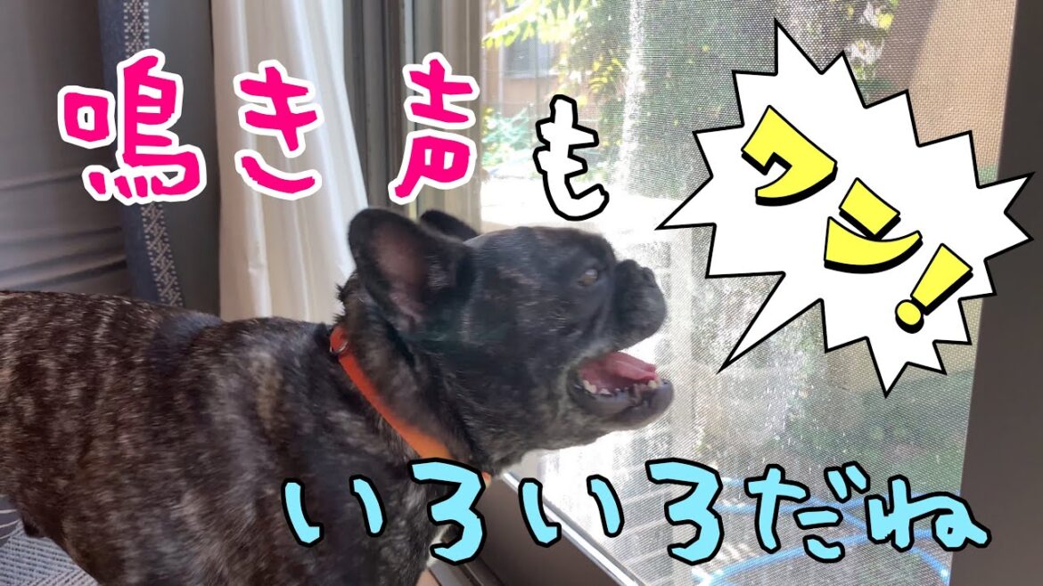鳴き声もいろいろ!バカデカいコにさえずるコ、すきま風なコ⁈【フレンチブルドッグ多頭飼い】 鳴き声もいろいろ!バカデカいコにさえずるコ、すきま風なコ⁈【フレンチブルドッグ多頭飼い】