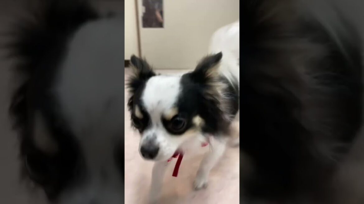 そっくりなパピヨンとチワワ #トリミング #動物病院 #尼崎 #shorts #かわいい #チワワ #犬 #パピヨン そっくりなパピヨンとチワワ #トリミング #動物病院 #尼崎 #shorts #かわいい #チワワ #犬 #パピヨン