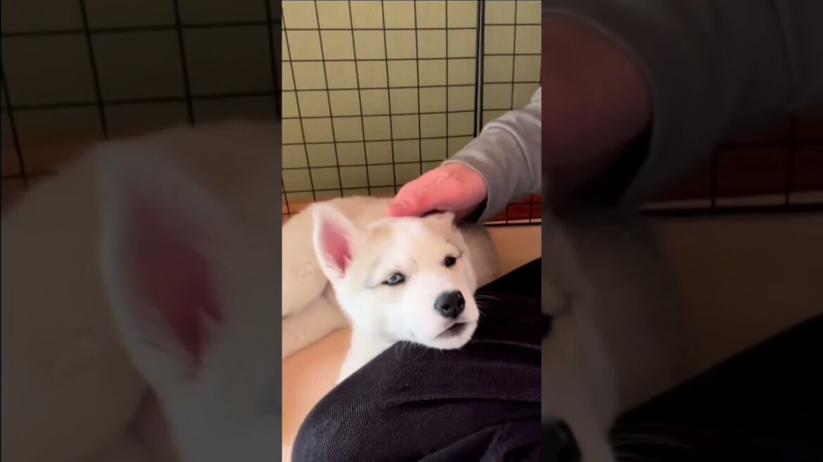 だんだん眠くなるシベリアンハスキー子犬さん #shorts