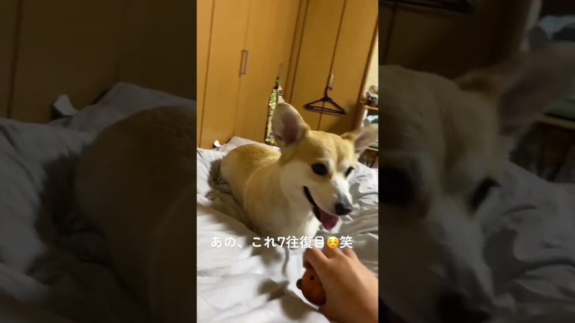 もう寝る時間なんよ🤫笑#くきたん #shorts