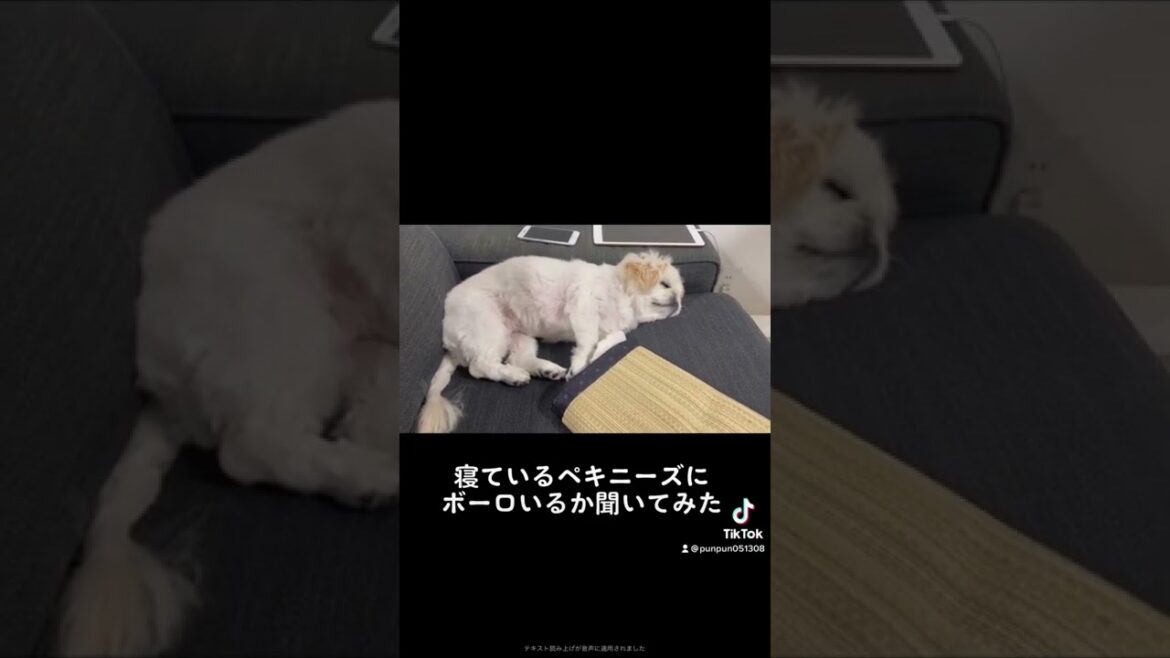 寝ているペキニーズにボーロいるか聞いてみた