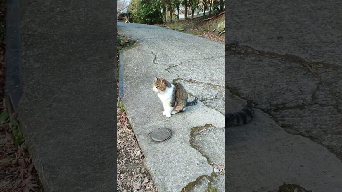 #猫 #日本 #お寺