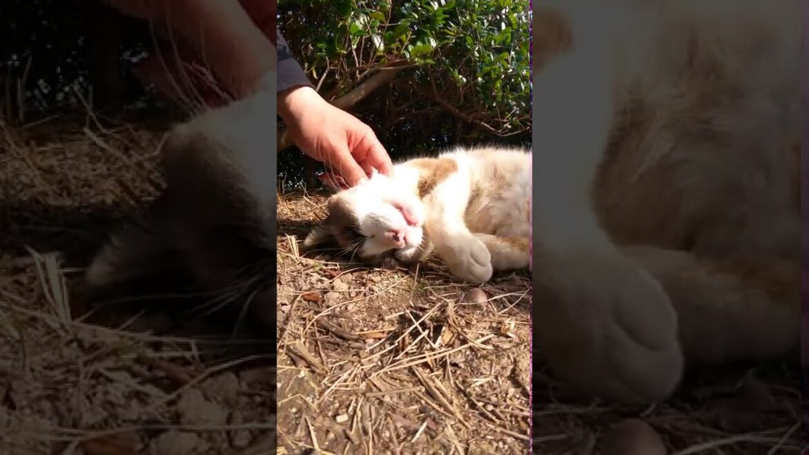 【cat】茂みの裏で爆睡するシャム猫ちゃん【बिल्ली】 【cat】茂みの裏で爆睡するシャム猫ちゃん【बिल्ली】