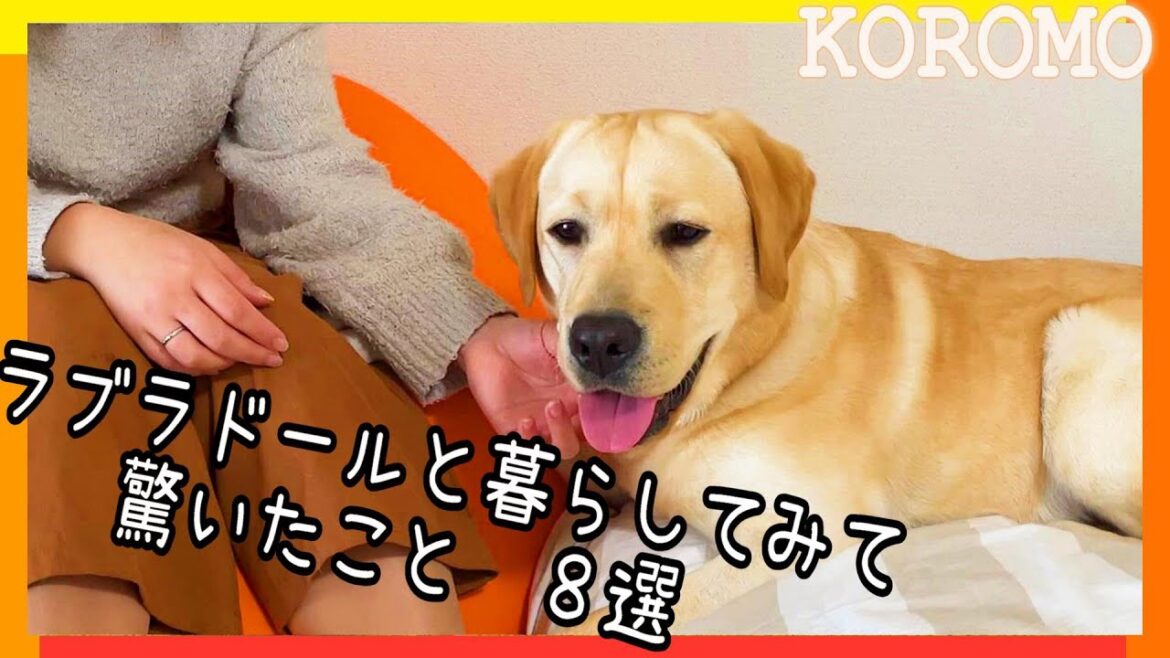 ラブラドールと暮らしてみて驚いたこと8選！