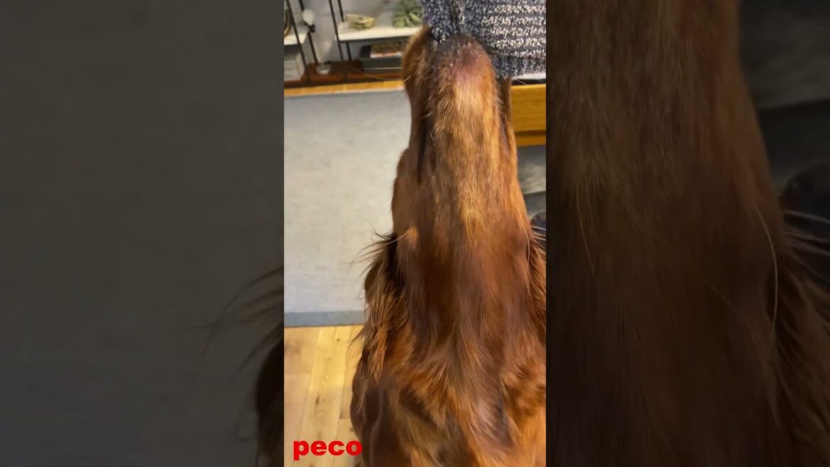 Newタオルを返せ！ #shorts （peco　Get a Towel）　アイリッシュセター（アイリッシュセッター） Irish Setor（Irish Setter）