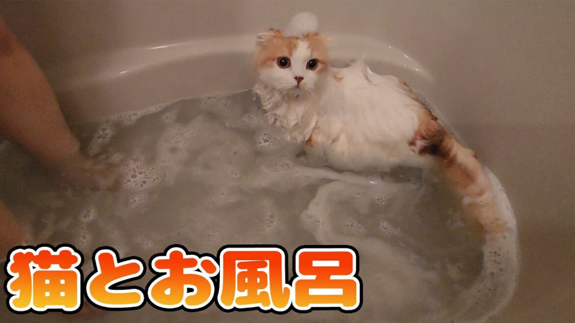 スコティッシュフォールド長毛をお風呂に入れたら拍子抜けするぐらい楽チンだった