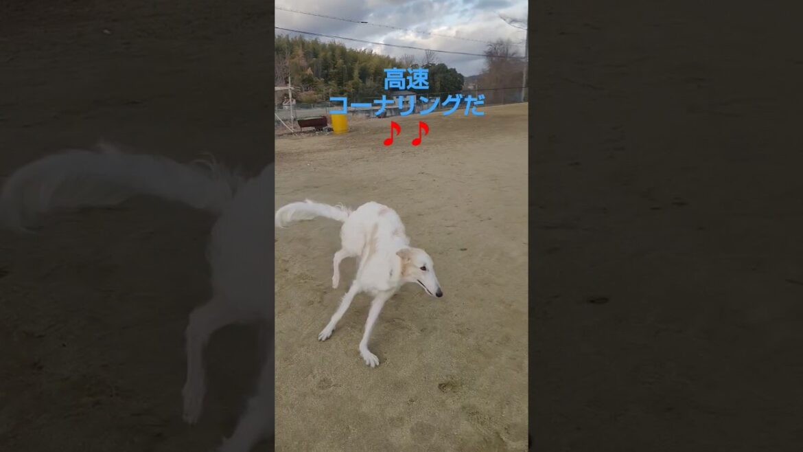 高速で曲がって行く ボルゾイ🐕💨💨🎶Borzoi going around the bend at high speed.