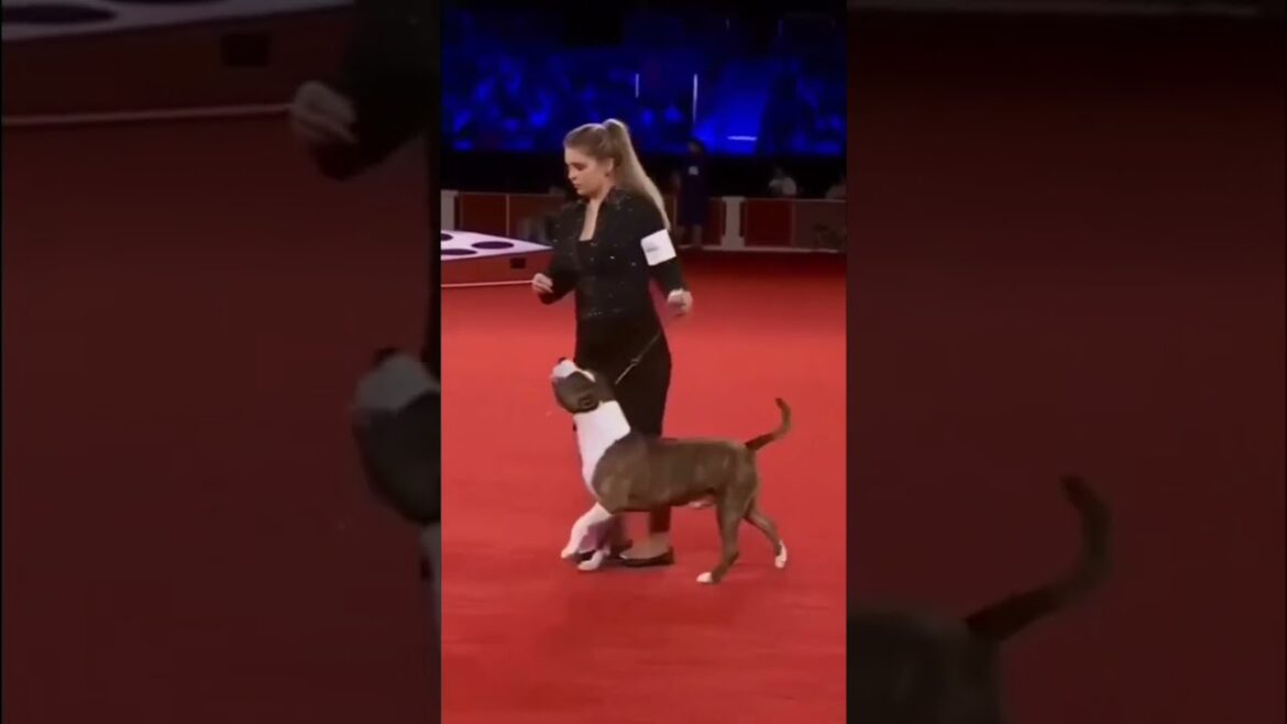 AMERICAN STAFFORDSHIRE TERRIERS AREN’T PITBULLS. THE MISLABELING ￼NEED TO STOP.