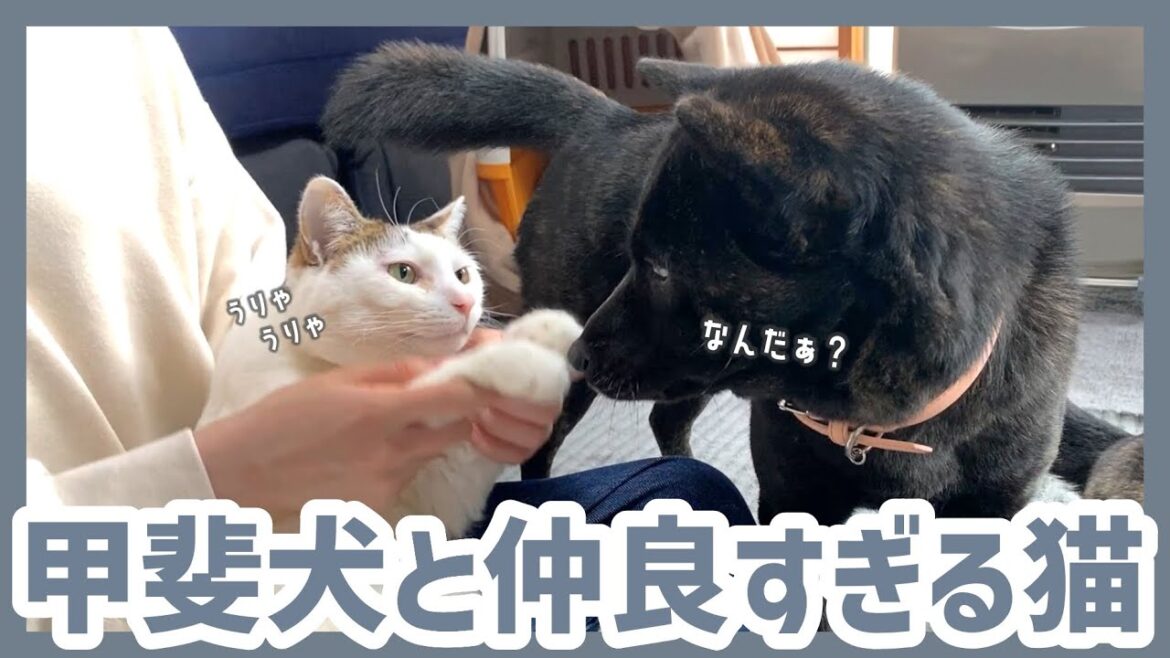 【犬と猫】ヒザの上に乗ってきた猫に挨拶しにくる甲斐犬2匹が優しくて可愛すぎる！