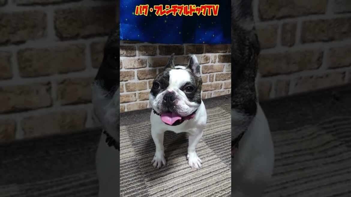 【酷暑】散歩に行った後のフレンチブルドッグ　『ぶーちゃん日記』