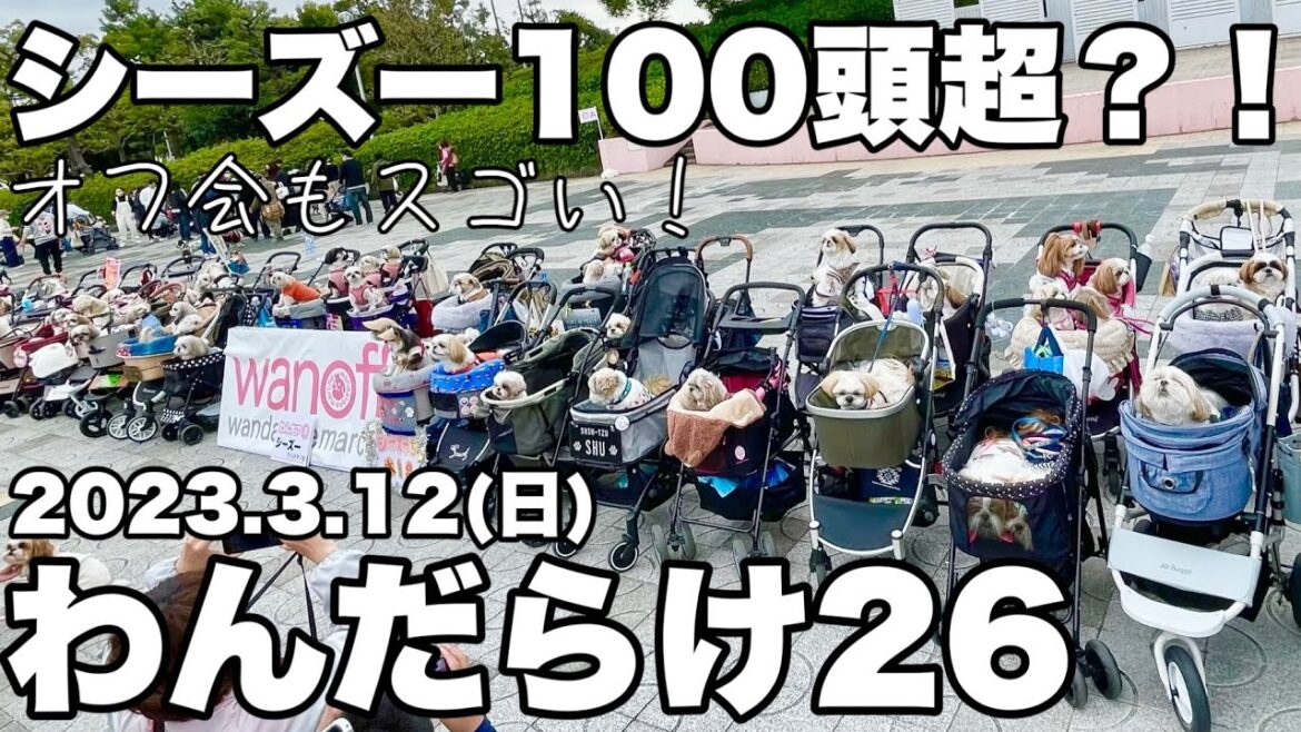 【シーズー天国】日本最大級のわんこイベントはオフ会も凄かった！#わんだらけ26 #犬のいる暮らし #癒し動画