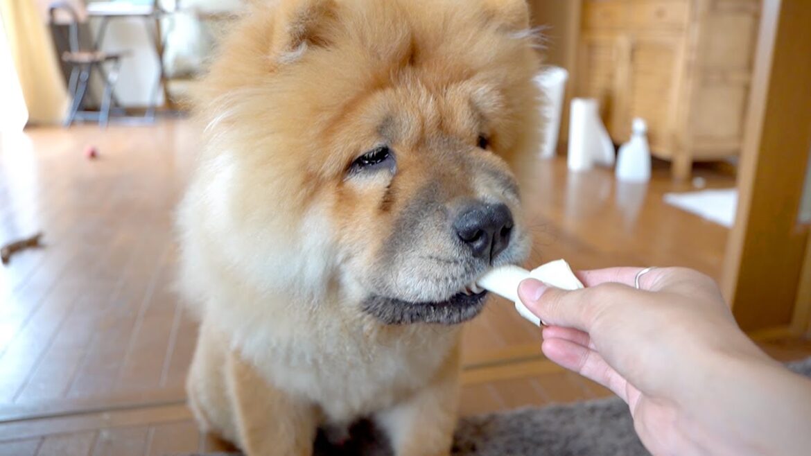 骨ガムを無限にしゃぶり尽くすチャウチャウ犬
