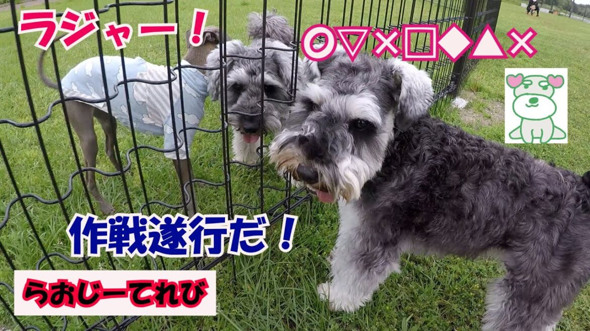 【犬のメンタル回復法】ミニチュアシュナウザー、らおじーてれび