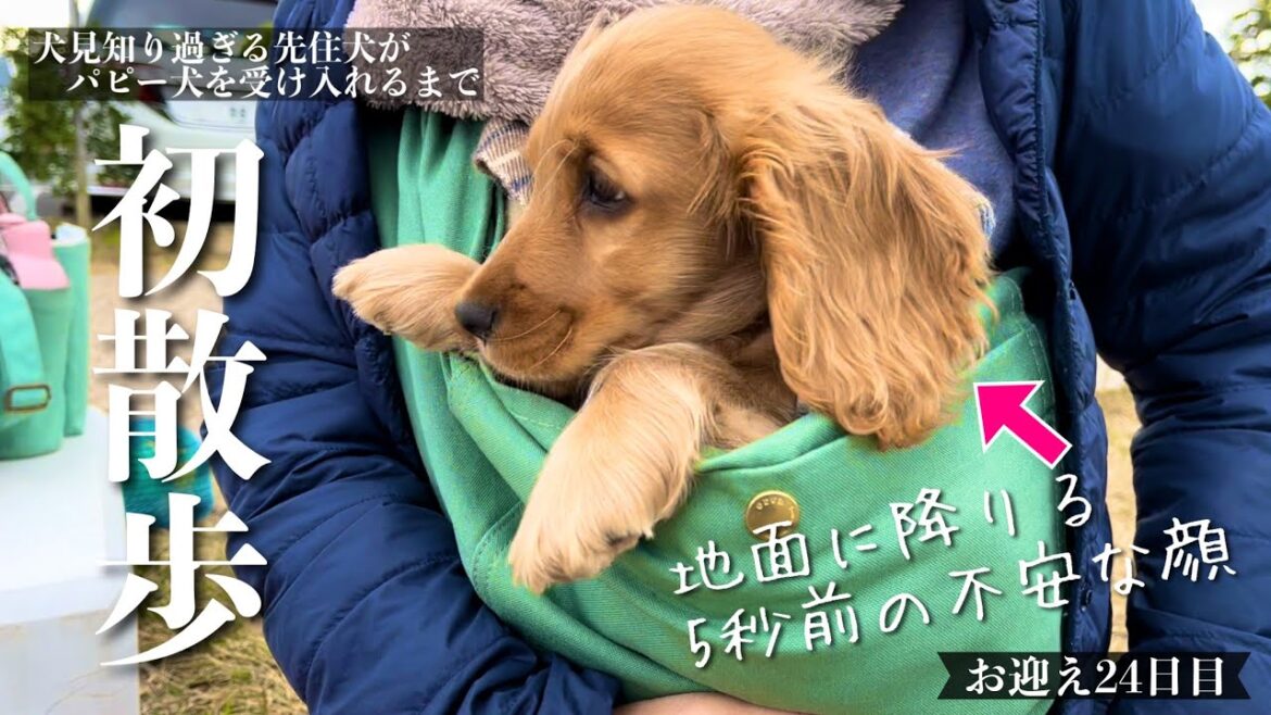 【犬見知り過ぎる先住犬がパピー犬を受け入れるまで#23】お迎え24日目で初散歩! イングリッシュコッカースパニエル「みみ」の気持ち 【犬見知り過ぎる先住犬がパピー犬を受け入れるまで#23】お迎え24日目で初散歩! イングリッシュコッカースパニエル「みみ」の気持ち