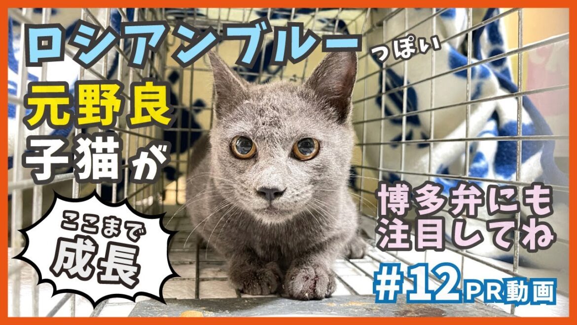 保護したロシアンブルーっぽい元野良猫が、家猫トレでぐんぐん成長！【PR・アオくん編2】