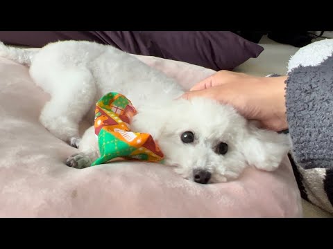 【謝罪】投稿し忘れていた動画です。犬と一人暮らしを再開します 【謝罪】投稿し忘れていた動画です。犬と一人暮らしを再開します