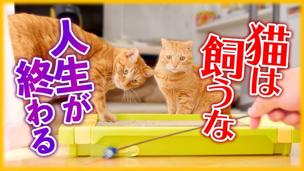 猫を飼うのをオススメしない10個の理由