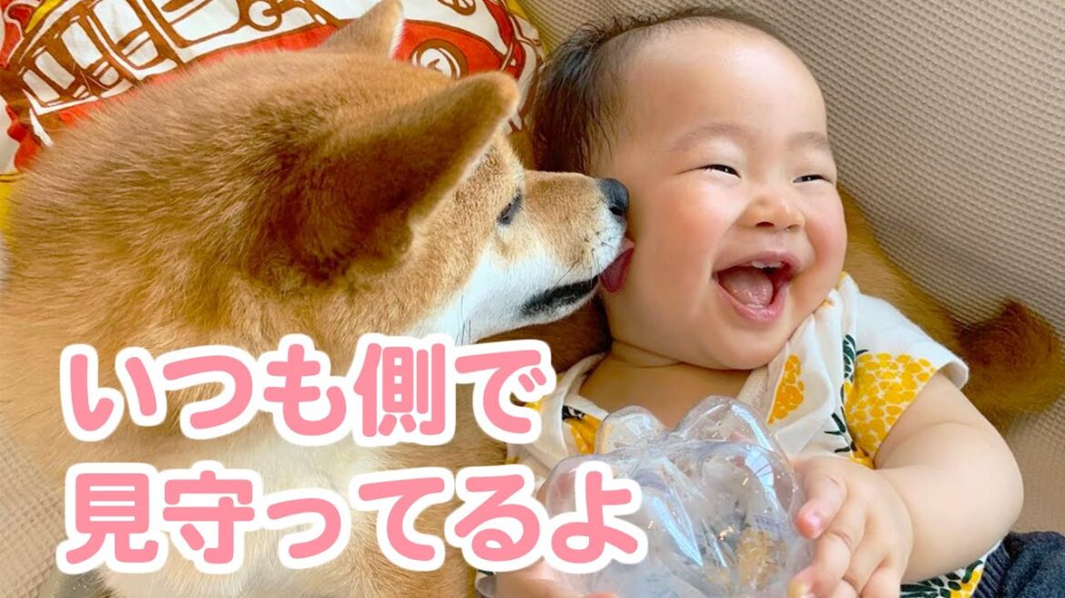 初めて出会った赤ちゃんにビックリしていた柴犬が子どもの成長を見守る優しいお姉さん犬に成長したおはなし 初めて出会った赤ちゃんにビックリしていた柴犬が子どもの成長を見守る優しいお姉さん犬に成長したおはなし