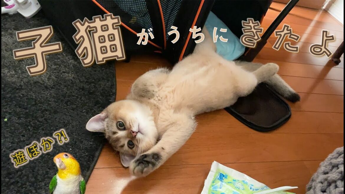 子猫がうちにやってきた♪さっそく先住インコおーちゃんの洗礼が!!【ブリティッシュゴールデン】【シロハラインコ】