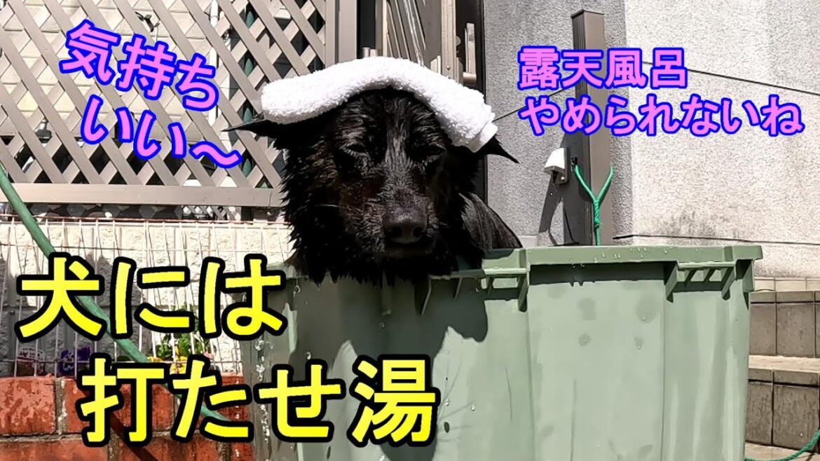 打たせ湯が好きな愛犬-　甲斐犬いち