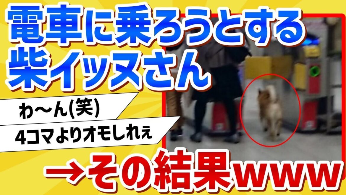 【2ch動物スレ】柴犬さん、改札を通って電車に乗ろうとした結果www