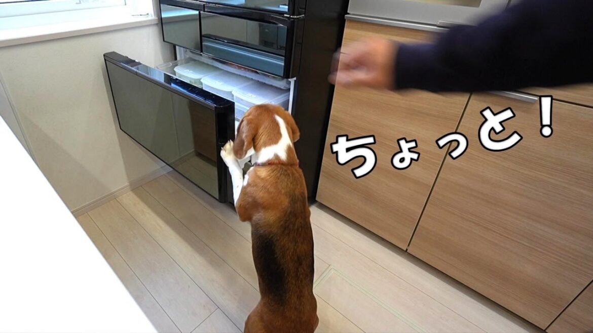 「日立冷蔵庫」電動引出し機能を悪用するビーグル犬