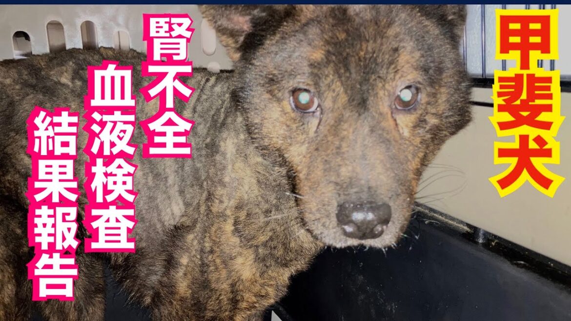 【繁殖地獄から来た甲斐犬】館雄くん腎不全血液検査結果報告
