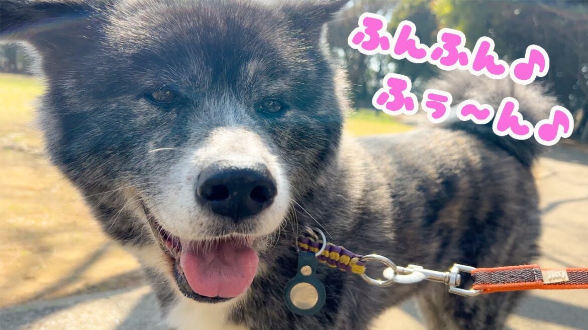ギターに合わせて鼻歌を歌う秋田犬【秋田犬】【大型犬】【akita dog】