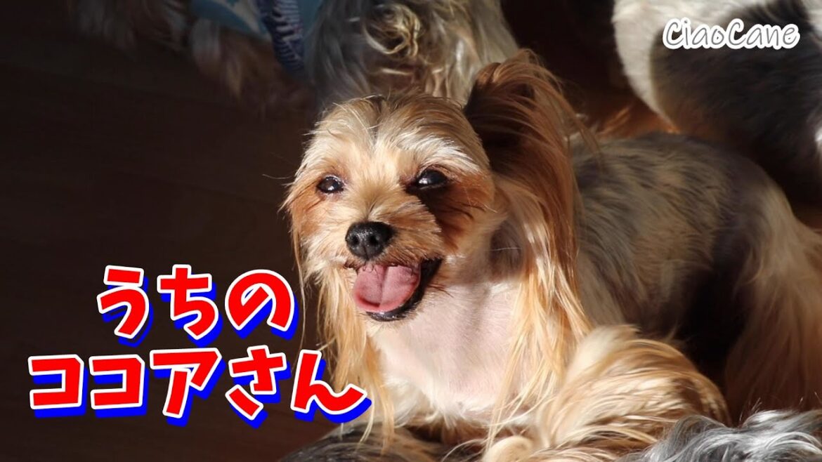 ココアってどんな子?【ヨークシャーテリア専門犬舎チャオカーネ】 ココアってどんな子?【ヨークシャーテリア専門犬舎チャオカーネ】