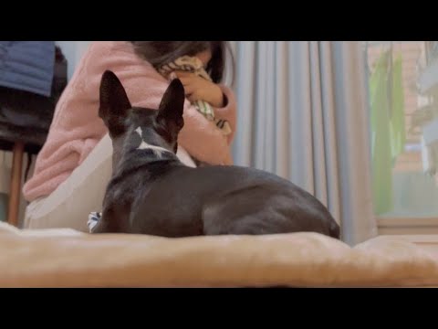 イタズラばかりするので泣き真似して情に訴えた【ボストンテリア】 イタズラばかりするので泣き真似して情に訴えた【ボストンテリア】