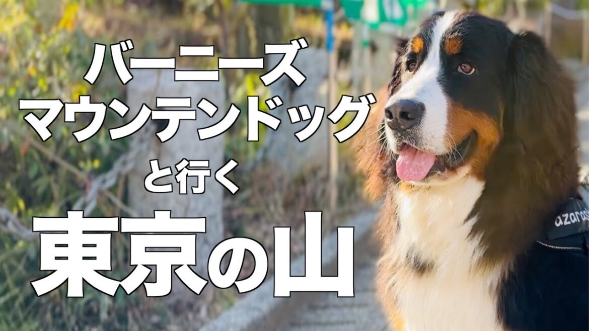 世界一登山客の多い山へバーニーズマウンテンドッグと行ってきました