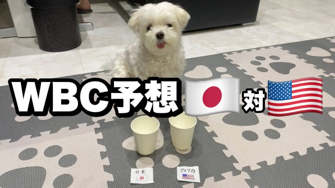 愛犬にWBC決勝戦🇯🇵🇺🇸どっちが勝つか予想してもらったw【マルチーズ】