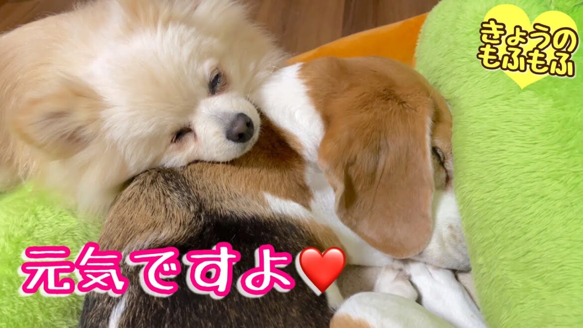 大寒波でももふず元気に過ごしてます♪【ビーグルさつきとポメと猫】