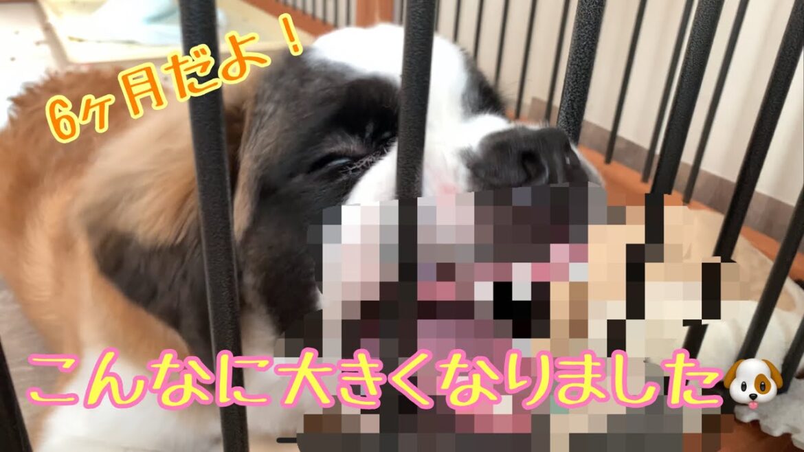 【生後6ヶ月】セントバーナードの成長は早いです🐶🐕