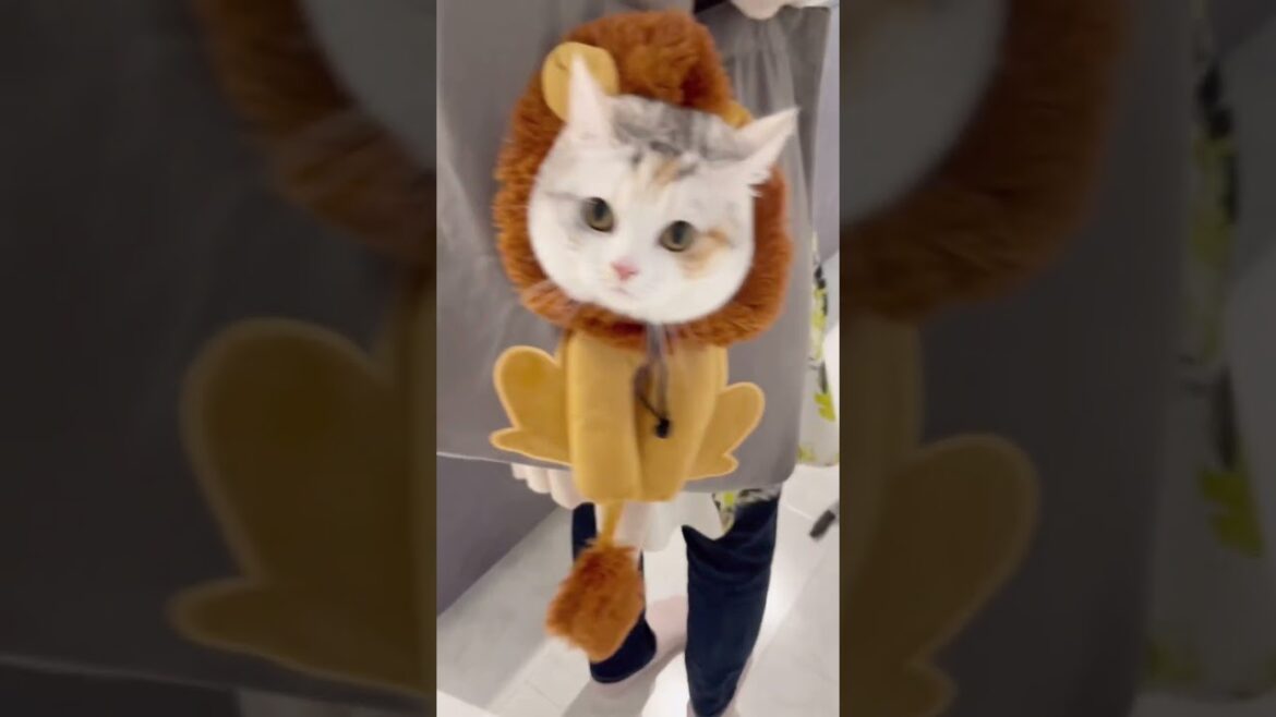 【可愛いすぎる】ライオンになった猫…  #マンチカン#ゴールデンレトリバー