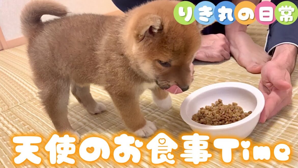 【柴犬子犬の食事】可愛くてずっと見てられる🥹Shiba puppy's lovely mealtime😋